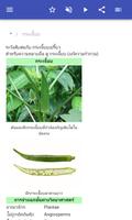 ผัก ภาพหน้าจอ 1