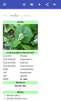 ผัก ภาพหน้าจอ 2