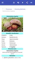 Mushrooms স্ক্রিনশট 3