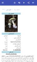 برنامه‌نما قارچ عکس از صفحه