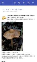 キノコ スクリーンショット 3