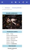 Cogumelos imagem de tela 3
