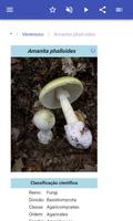 Cogumelos imagem de tela 2