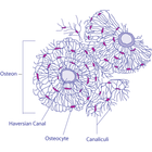 Body tissues आइकन