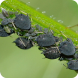 Pucerons