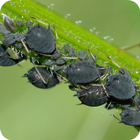 Aphids icono