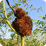 Plant diseases simgesi