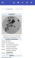 Bacteria скриншот 2