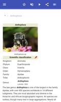 Bees স্ক্রিনশট 1