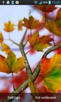 Autumn Leaves syot layar 1