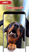 Doberman Wallpaper screenshot 3