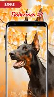 Doberman Wallpaper poster