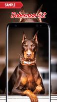 Doberman Wallpaper screenshot 1