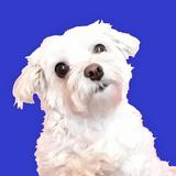 Doggy Quiz - sevimli bir barınak köpeği bul! simgesi