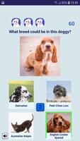 Mischlingshunde Quiz - mit Hunden aus dem Tierheim Plakat