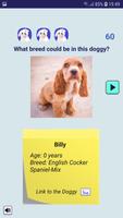 Doggy Quiz - sevimli bir barınak köpeği bul! Ekran Görüntüsü 1