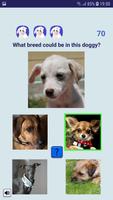 Doggy Quiz - tìm một con chó trú ẩn dễ thương! ảnh chụp màn hình 2