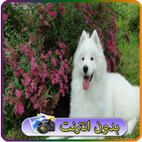 خلفيات كلاب جميلة hd