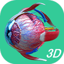 Human Eye - Anatomy APK