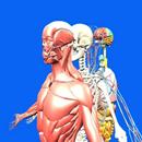 Human Body & Anatomy Parts APK