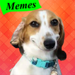Animated Stickers Dog Cat Meme آئیکن