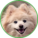 Dog Breeds Encyclopedia 2021 APK