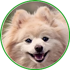 Dog Breeds Encyclopedia 2021 icon