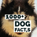 1000+Dog Facts APK