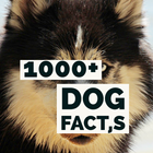 1000+Dog Facts icône