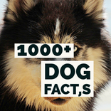 1000+Dog Facts