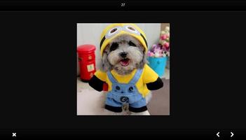 برنامه‌نما dog fashion clothes عکس از صفحه