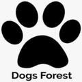 dog forest
