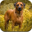 Dog Wallpapers