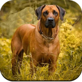 Dog Wallpapers icon