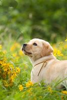 Dog Wallpapers imagem de tela 3