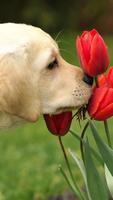 Dog Wallpapers Cartaz