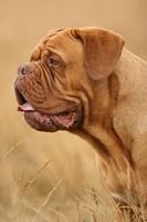 Dog Wallpapers imagem de tela 1