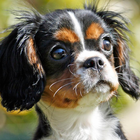 Cavalier King Charles Spaniel icône