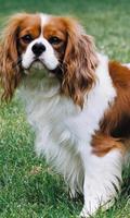 Cavalier King Charles Spaniel Affiche