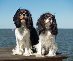 Cavalier King Charles Spaniel capture d'écran 3