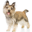 Cairn Terrier Jigsaw Puzzle APK