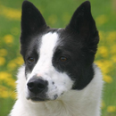 Canaan Dog Jigsaw Puzzle APK