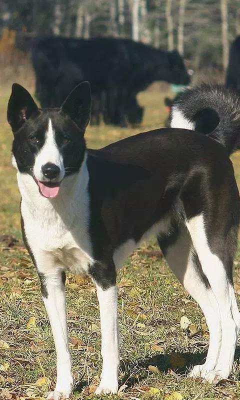 Canaan Dog Mix
