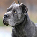 Cane Corso Jigsaw Puzzle APK