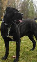 Cane Corso Jigsaw Puzzle screenshot 2