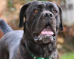 Cane Corso Jigsaw Puzzle capture d'écran 3