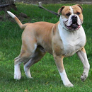 American Bulldog Puzzle aplikacja