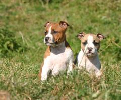 American Staffordshire Terrier capture d'écran 3