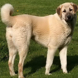 Anatolian Shepherd Puzzle