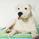 Argentinedogo Jigsaw Puzzle APK